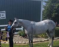 blue-boy-appendix-horse