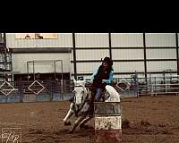white-rodeo-pickup-horse