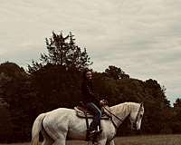 all-around-quarter-horse