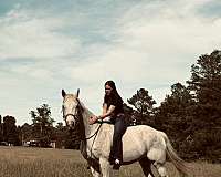 athletic-quarter-horse