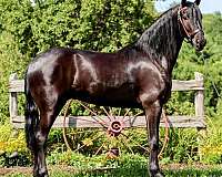 black-friesian-gelding
