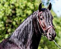 show-working-friesian-pony