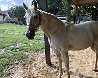 missouri-fox-trotter-horse-for-sale