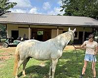 missouri-fox-trotter-horse