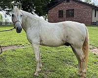 missouri-fox-trotter-gelding