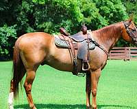trail-class-co-gelding