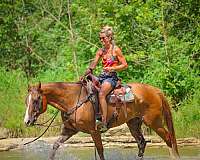 all-around-quarter-horse