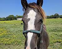 black-roan-hind-stocking-vlaze-horse