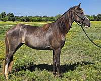 roan-hind-stocking-vlaze-horse