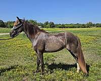 roan-hind-stocking-vlaze
