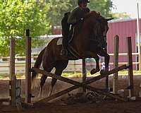 chestnut-working-equita-horse