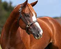 working-equita-paint-horse
