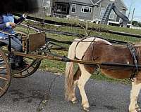 cart-paint-pony