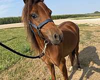 bay-amhr-aspc-filly-yearling