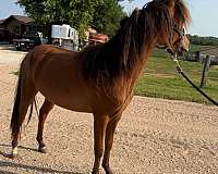 bloodlines-shetland-pony