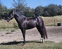 smoky-black-both-hind-socks-roan-in-flanks-horse