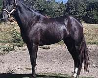 black-smoky-both-hind-socks-roan-in-flanks-horse