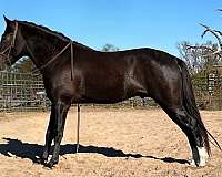 smoky-black-both-hind-socks-roan-in-flanks