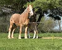 draft-working-mare