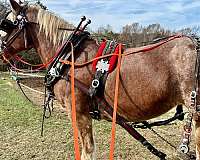 roan-draft-working-horse