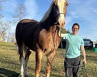 draft-working-belgian-horse