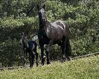 harness-sporthorse-foal