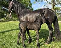 harness-sporthorse-mare