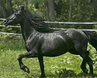 harness-sporthorse-colt
