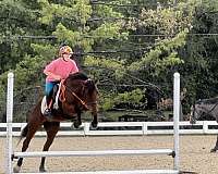 working-curly-mustang-horse