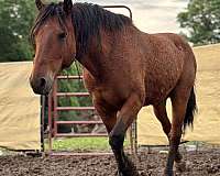 finished-curly-mustang-horse