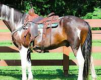 all-around-spotted-saddle-horse
