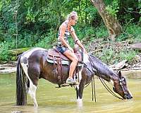 athletic-spotted-saddle-horse
