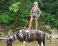 beginner-spotted-saddle-horse
