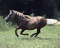 chocolate-miniature-stallion