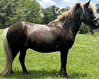 10-hand-miniature-stallion