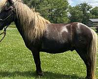 chocolate-stallion-for-sale