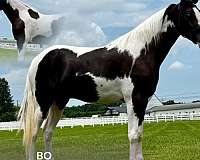 auction-american-gaited-horse