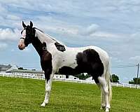 build-american-gaited-horse