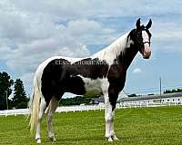buy-american-gaited-horse