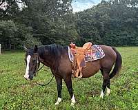 brown-white-blaze-on-nose-horse