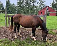 draft-quarter-horse-gelding-mare