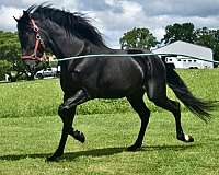 black-kmsha-rmha-gelding-stallion