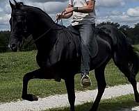 kmsha-rmha-gelding-stallion