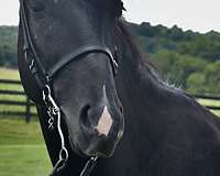 black-kmsha-rmha-horse