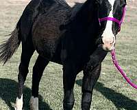 utd-on-hoof-care-horse