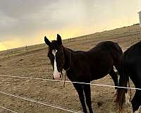 board-filly
