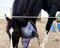 frame-filly