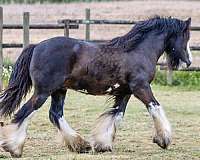 dependable-gypsy-vanner-horse