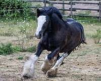 feathering-gypsy-vanner-horse