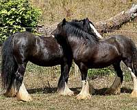 looks-gypsy-vanner-horse
